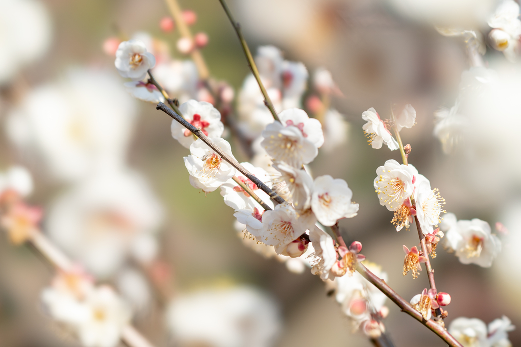 f:id:mana-cat:20190204215534j:plain f:id:mana-cat:20190204215534j:plain