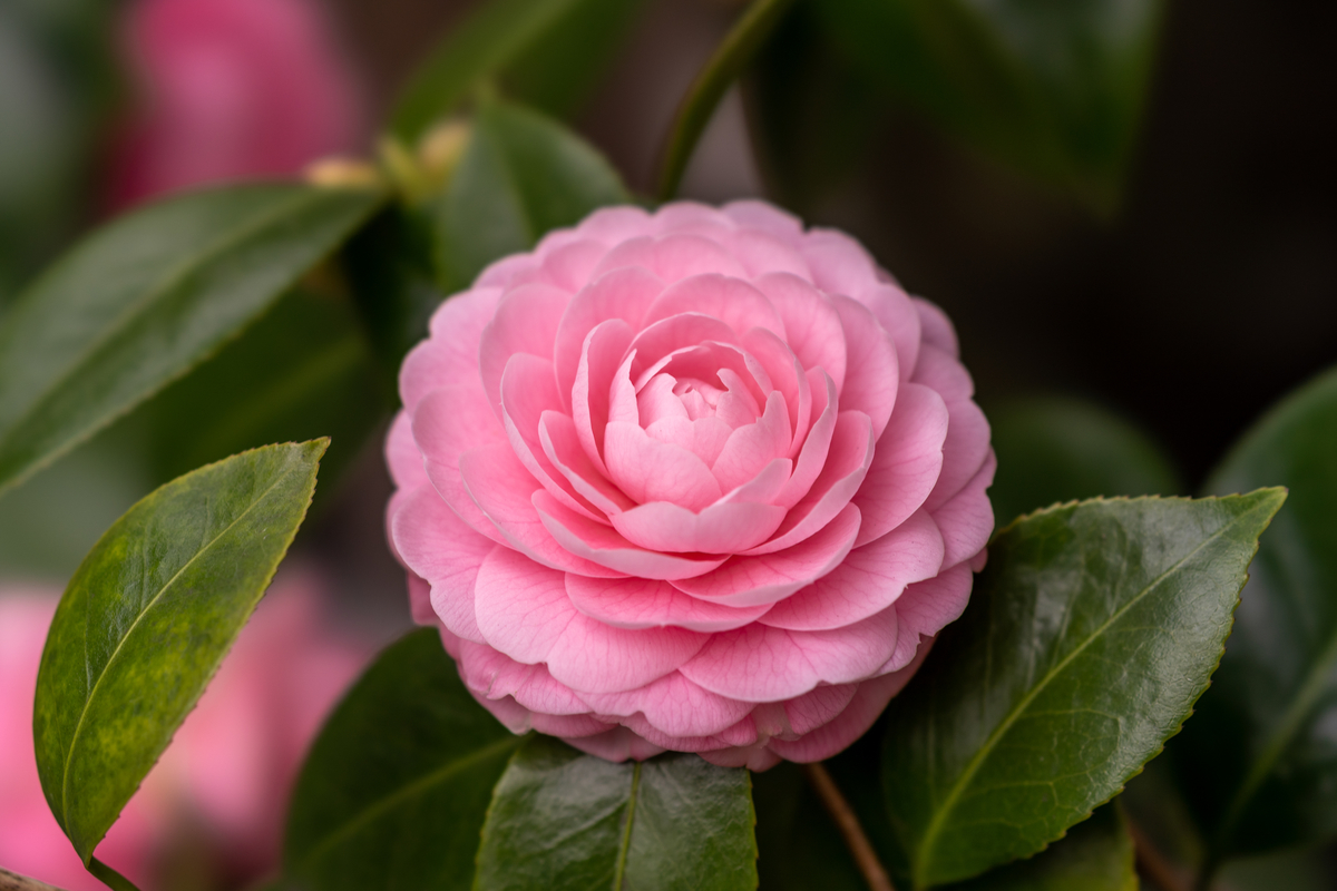 f:id:mana-cat:20200313025912j:plain