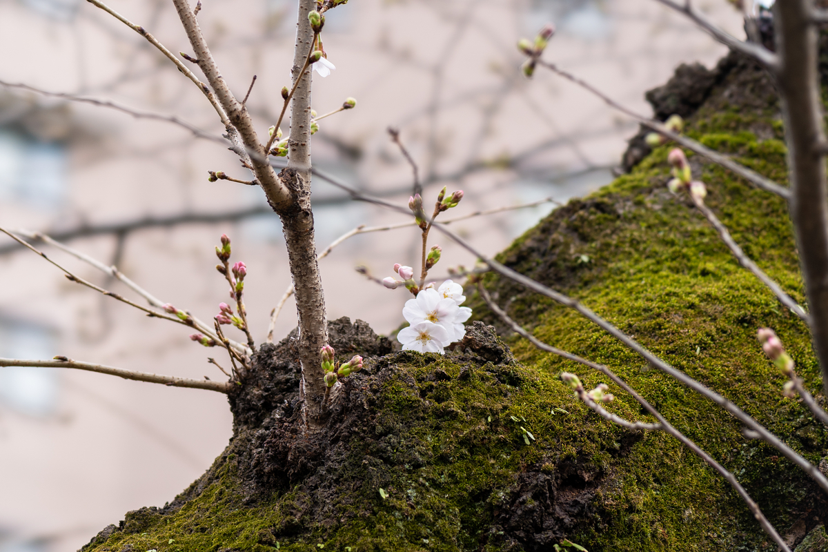 f:id:mana-cat:20200313030229j:plain