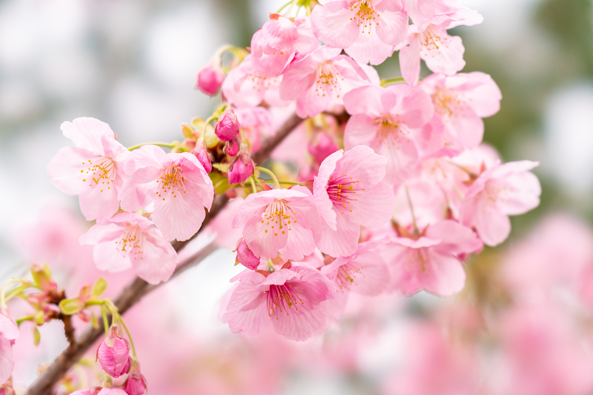 f:id:mana-cat:20200313030914j:plain