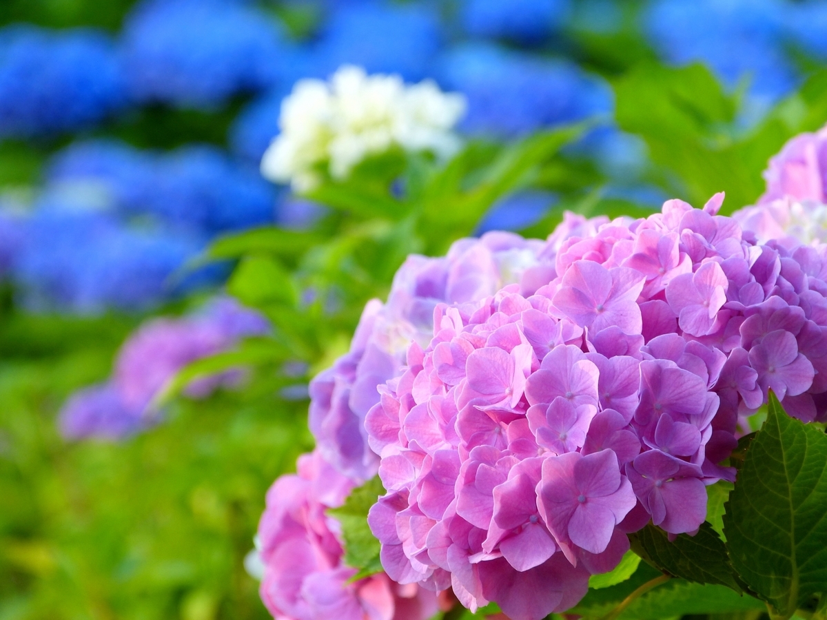 f:id:mana-power:20190621111219j:plain f:id:mana-power:20190621111219j:plain