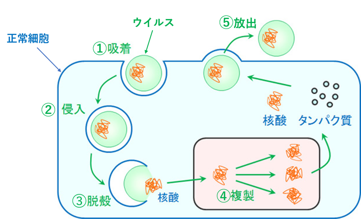 f:id:mana2525:20200618071416p:plain f:id:mana2525:20200618071416p:plain