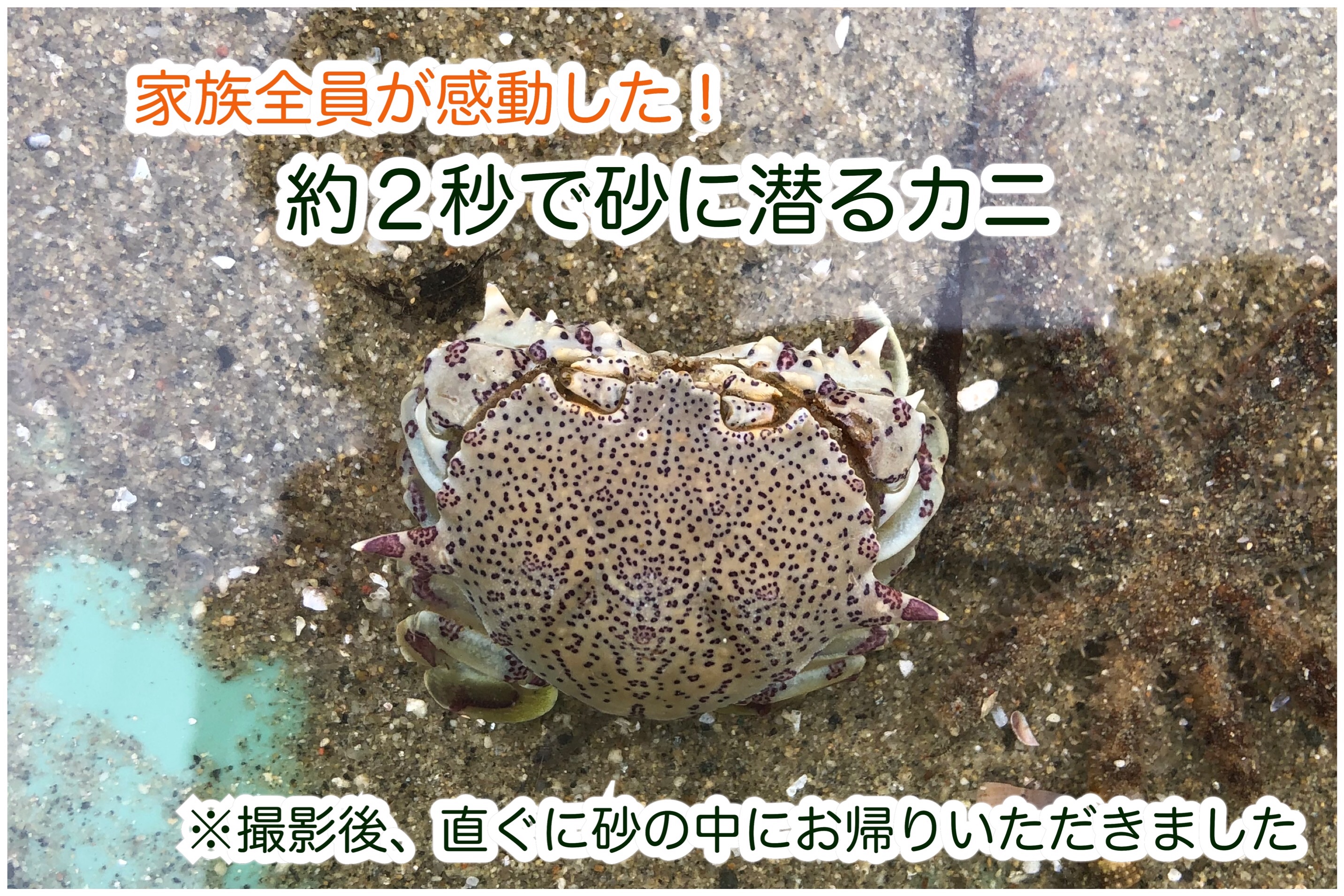 f:id:mana3bm:20210627225606j:image