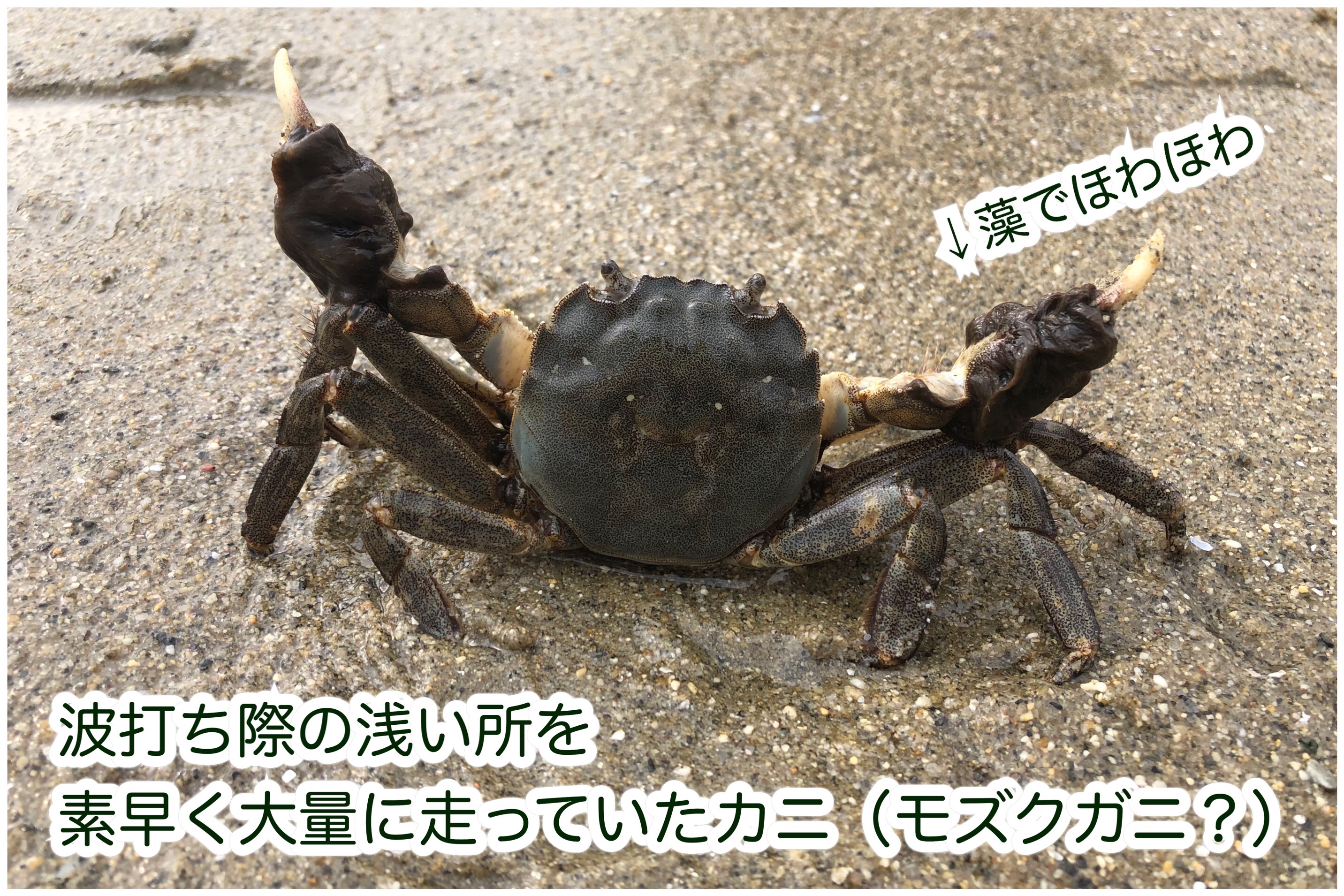 f:id:mana3bm:20210627230247j:image