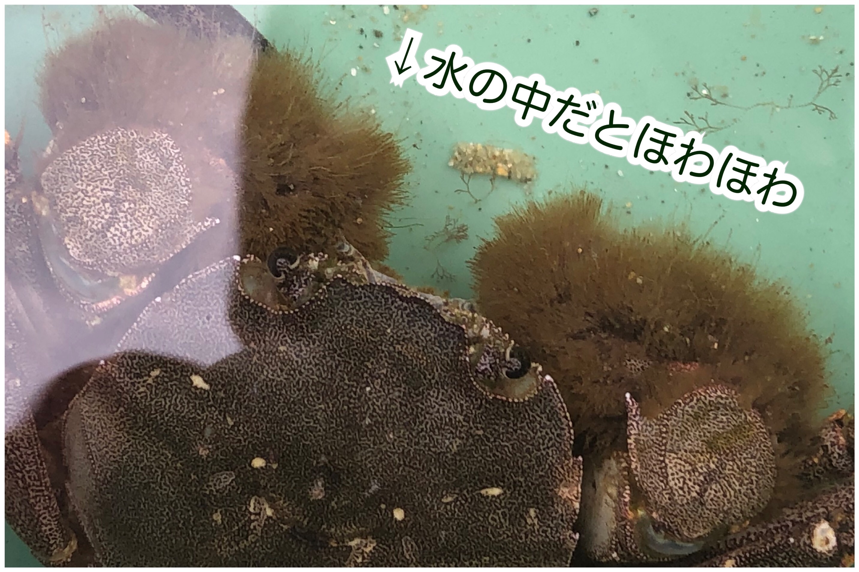 f:id:mana3bm:20210627230302j:image