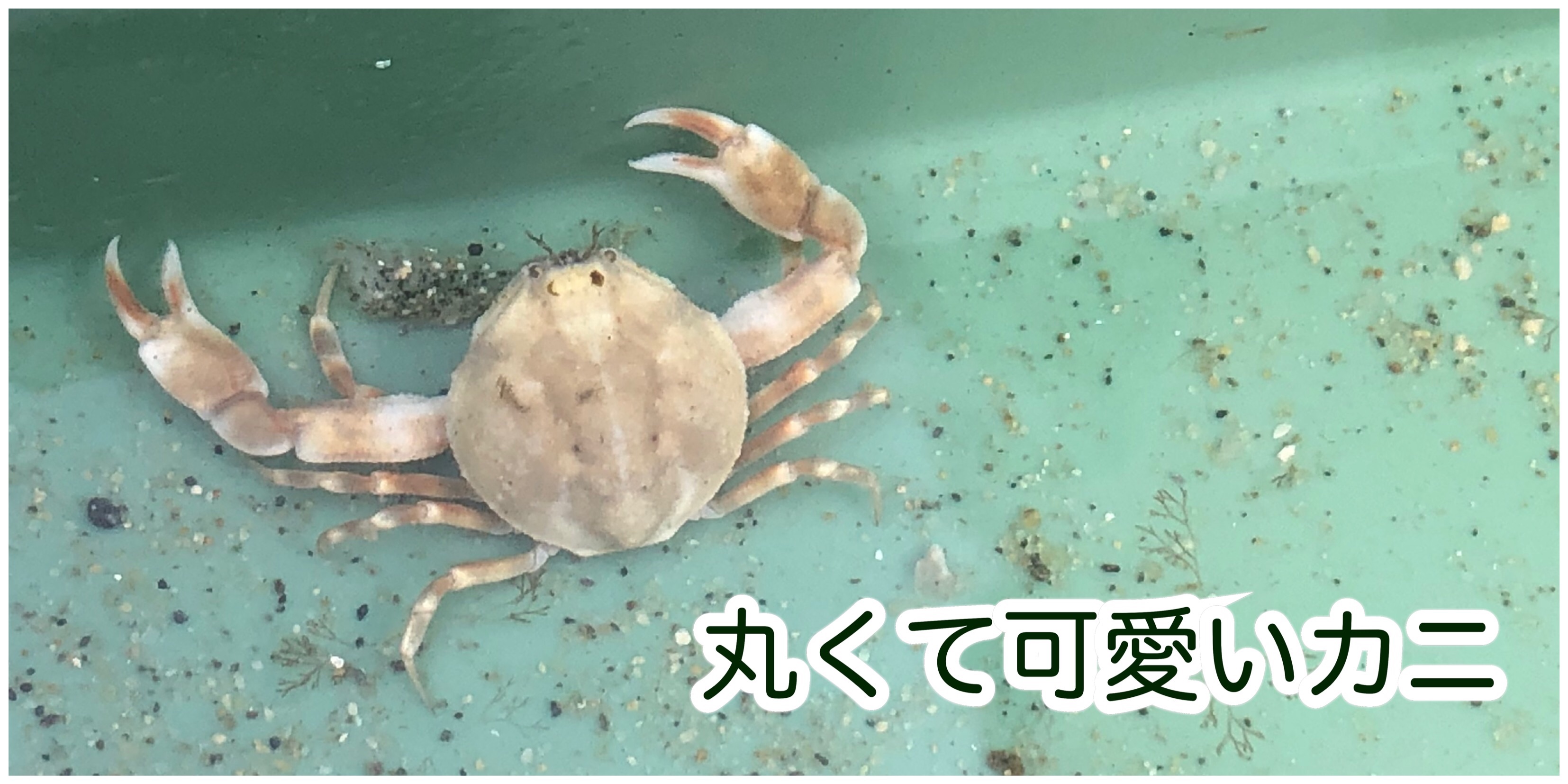 f:id:mana3bm:20210627230318j:image