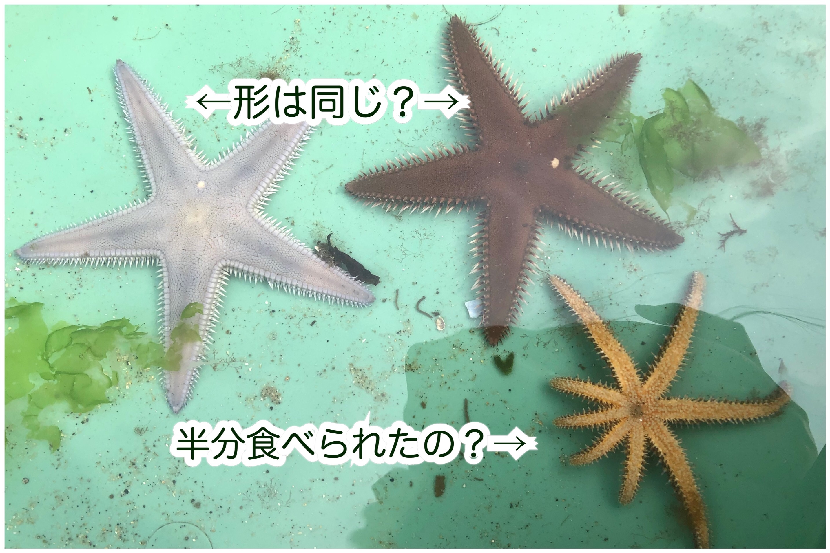 f:id:mana3bm:20210909004831j:image