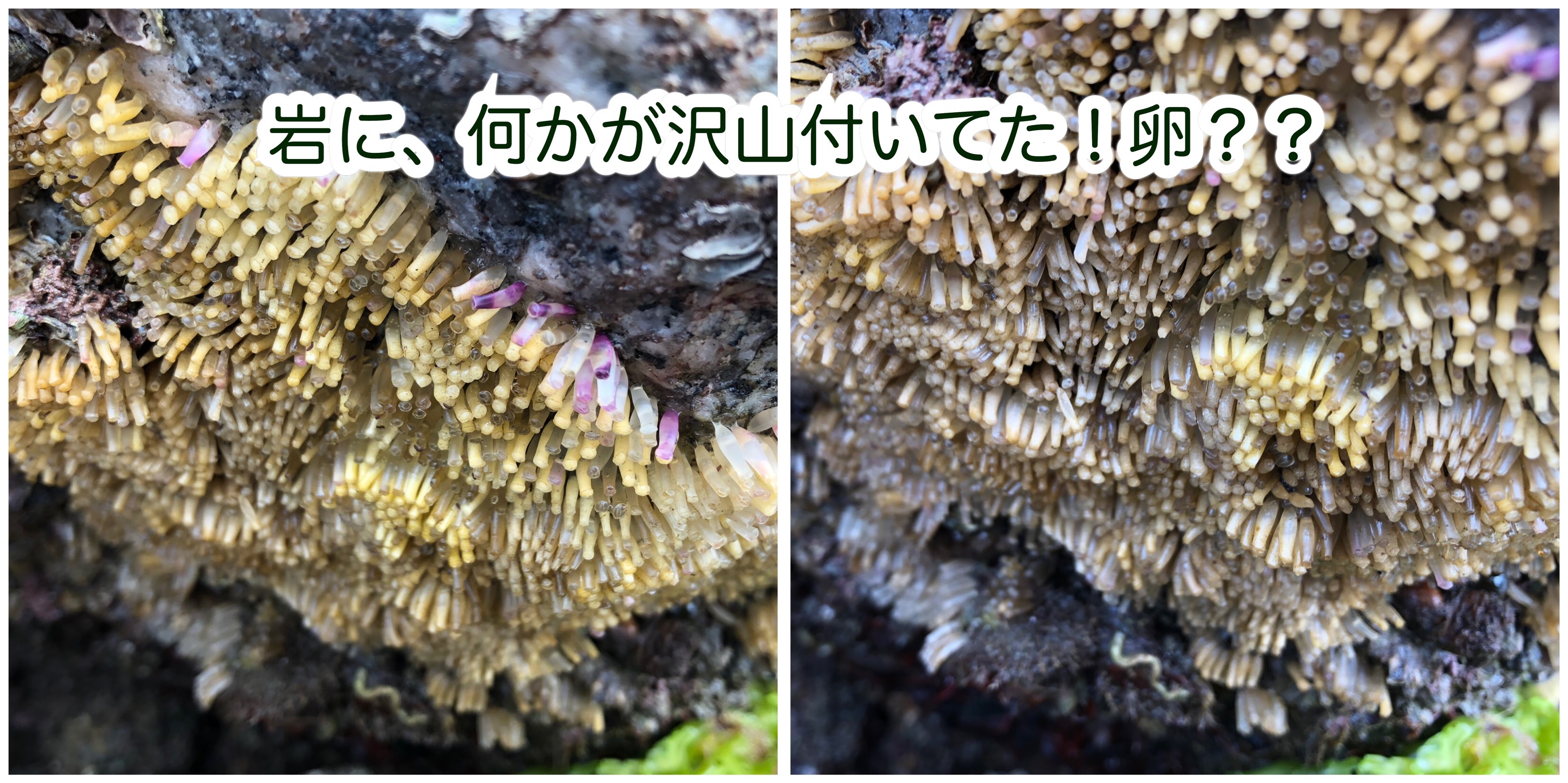 f:id:mana3bm:20210909204801j:image
