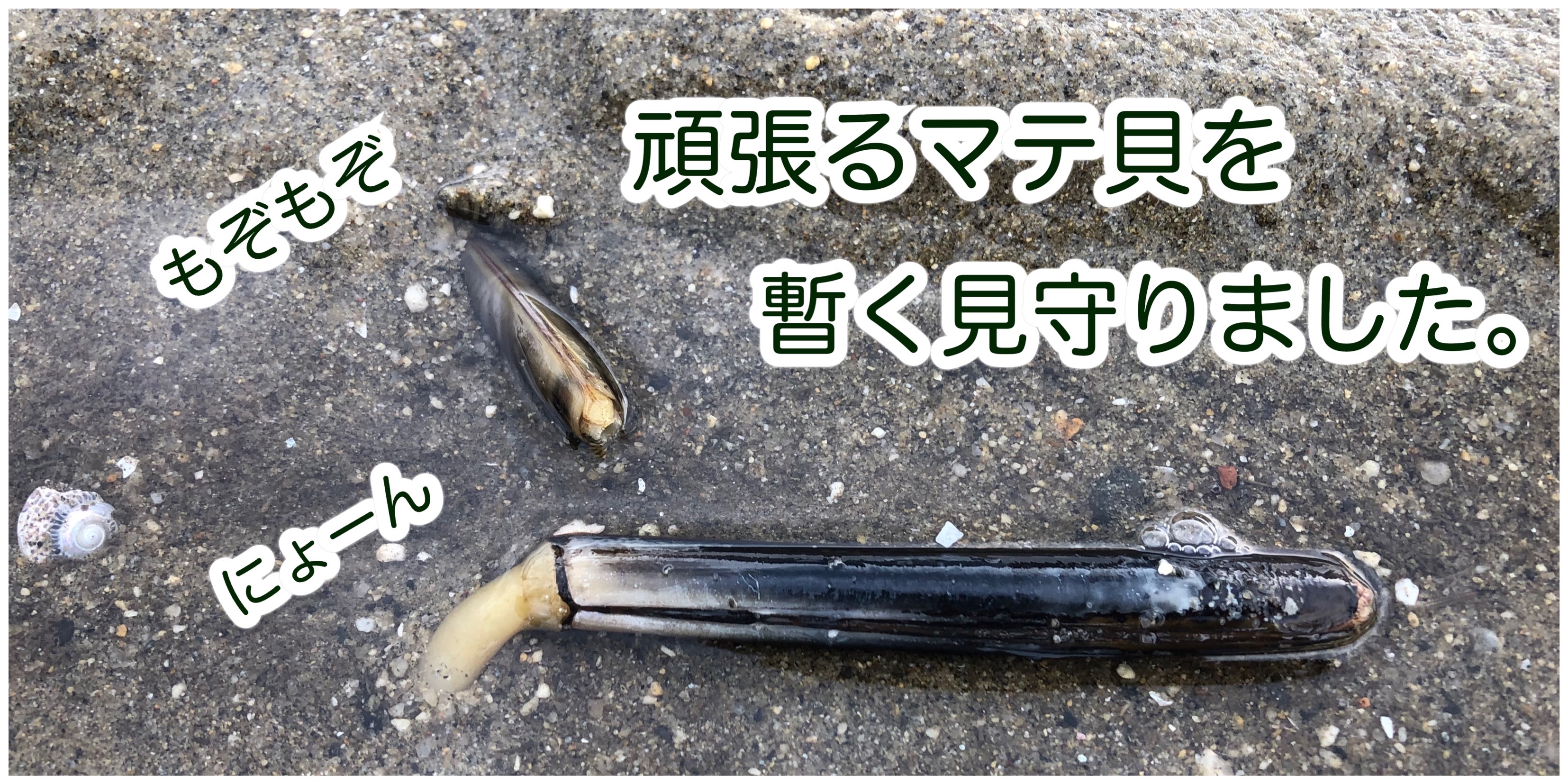 f:id:mana3bm:20210909205350j:image