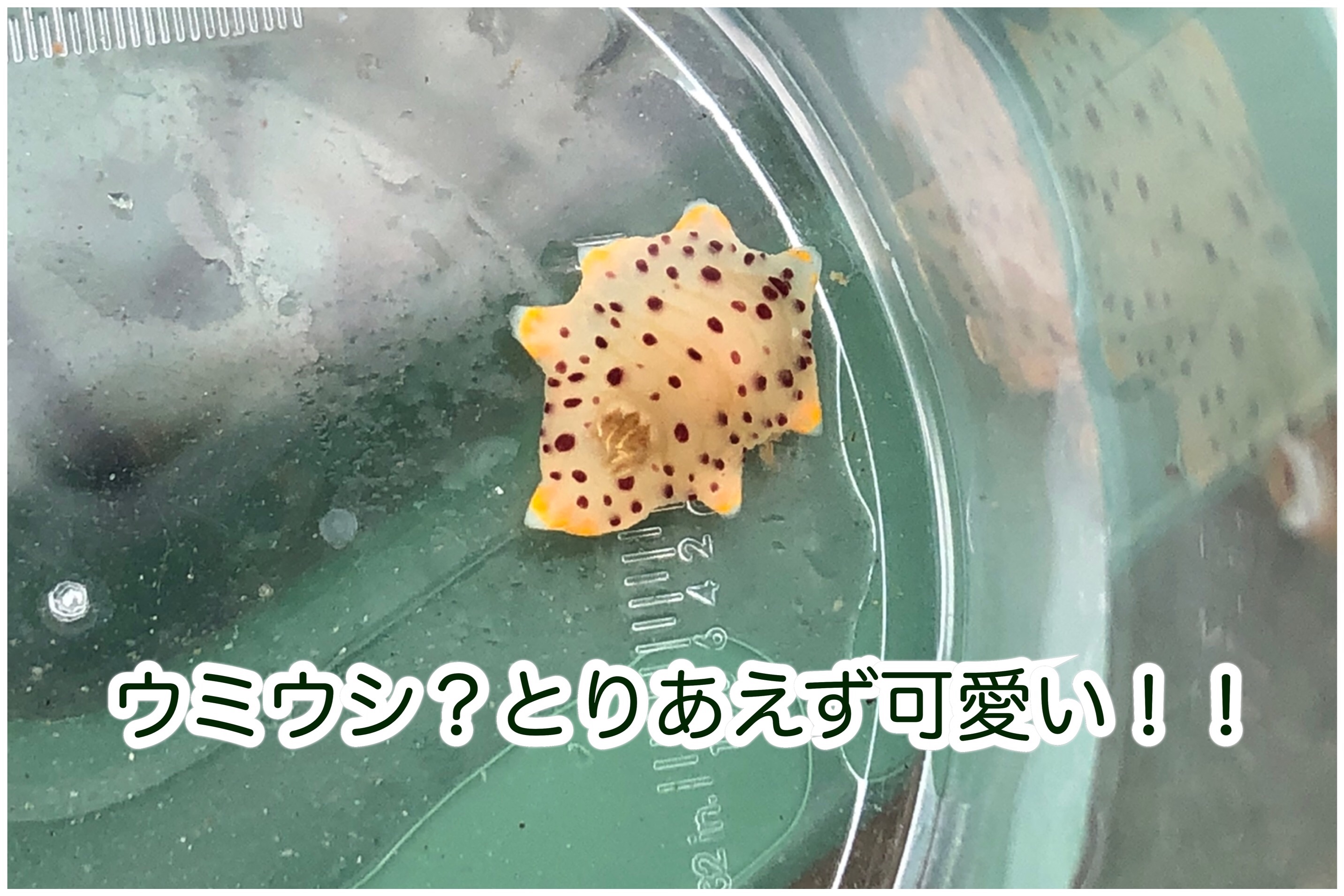 f:id:mana3bm:20210909210038j:image