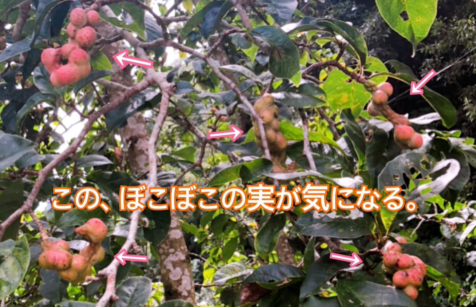 f:id:mana3bm:20210913224142j:image