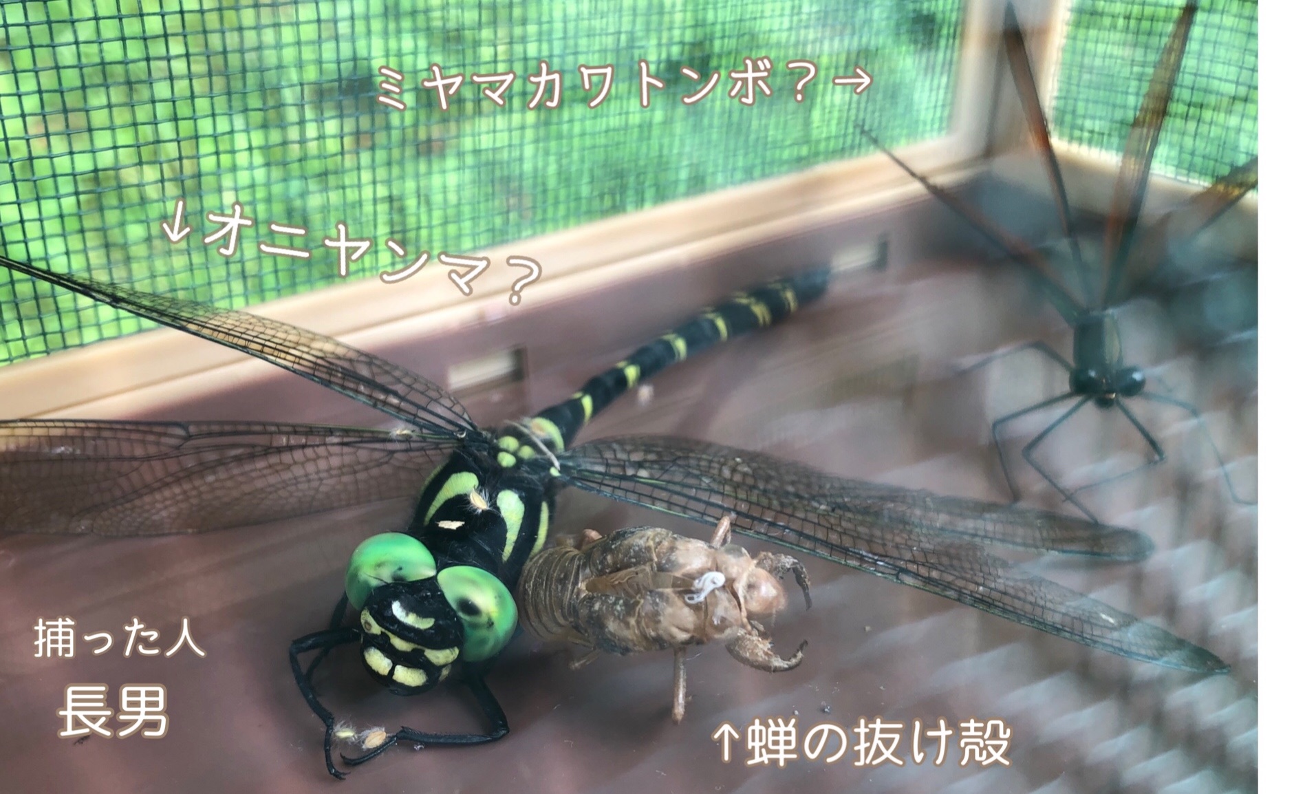 f:id:mana3bm:20210913224159j:image