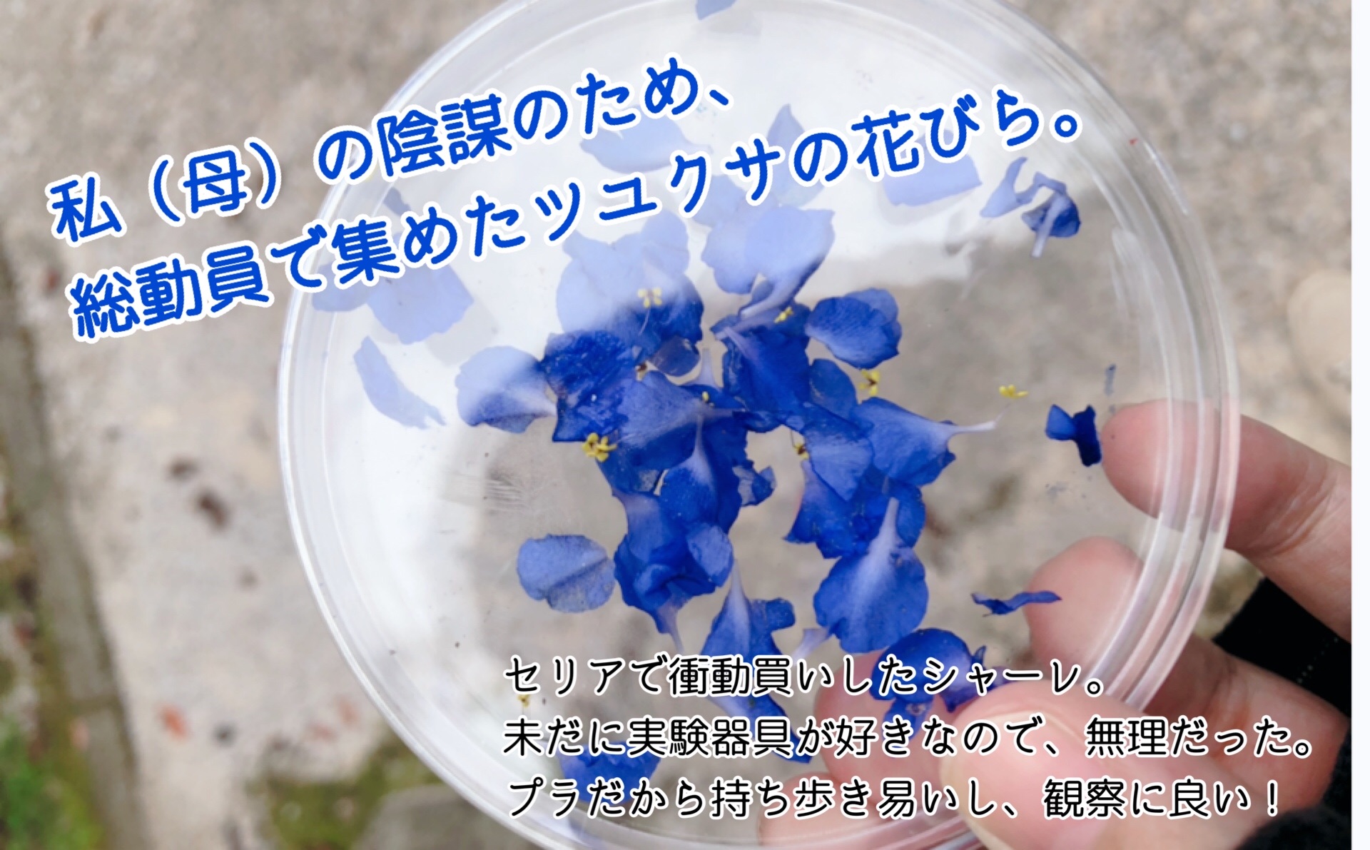 f:id:mana3bm:20210913225800j:image