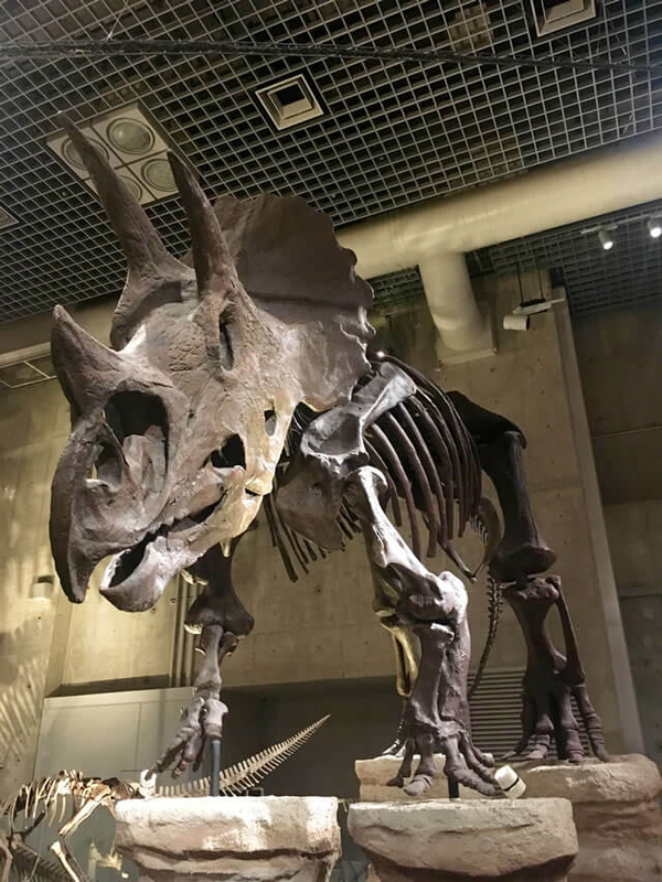 国立科学博物館　常設展