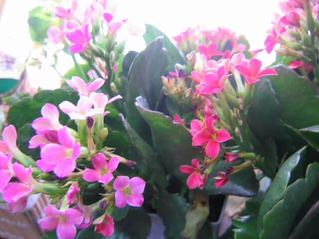 お花のプレゼント