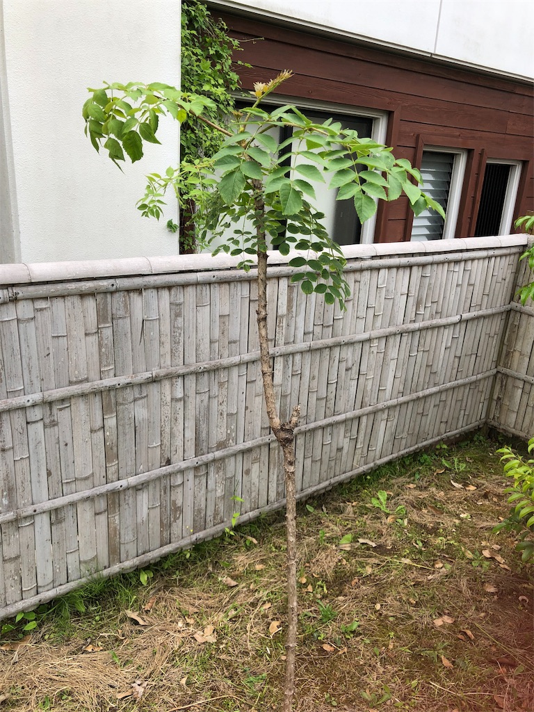 f:id:manabuhirao:20190618105435j:image