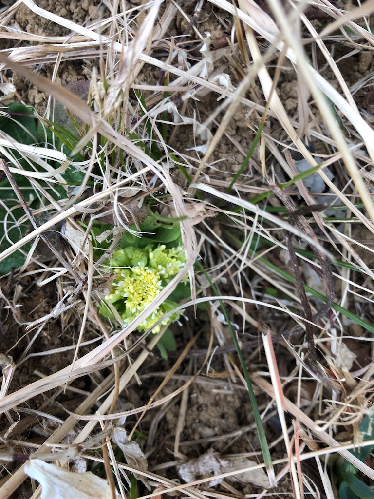 f:id:manabuhirao:20210307230126j:image