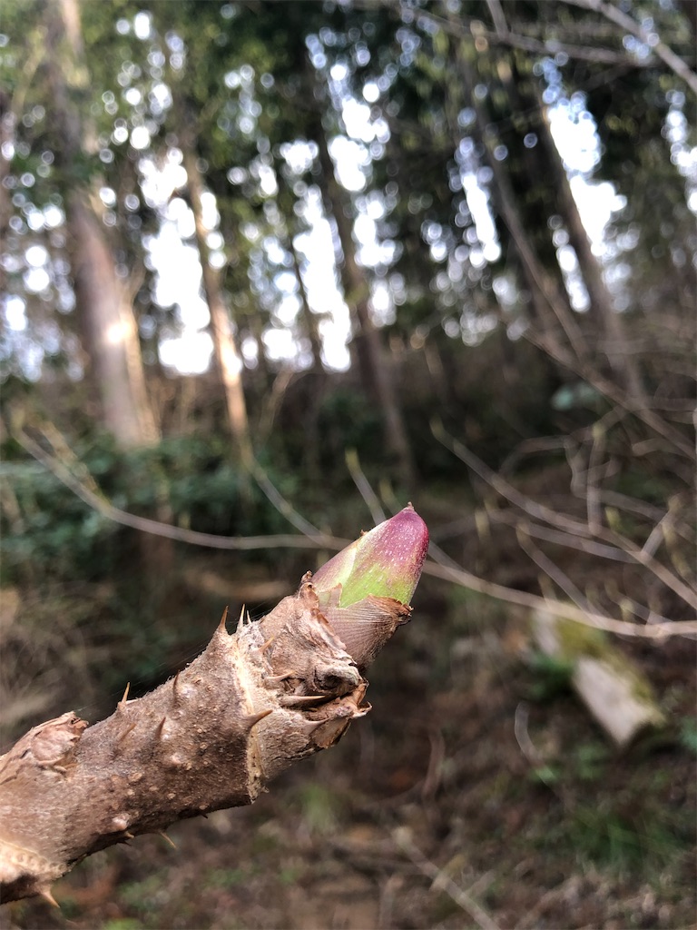 f:id:manabuhirao:20210329001958j:image