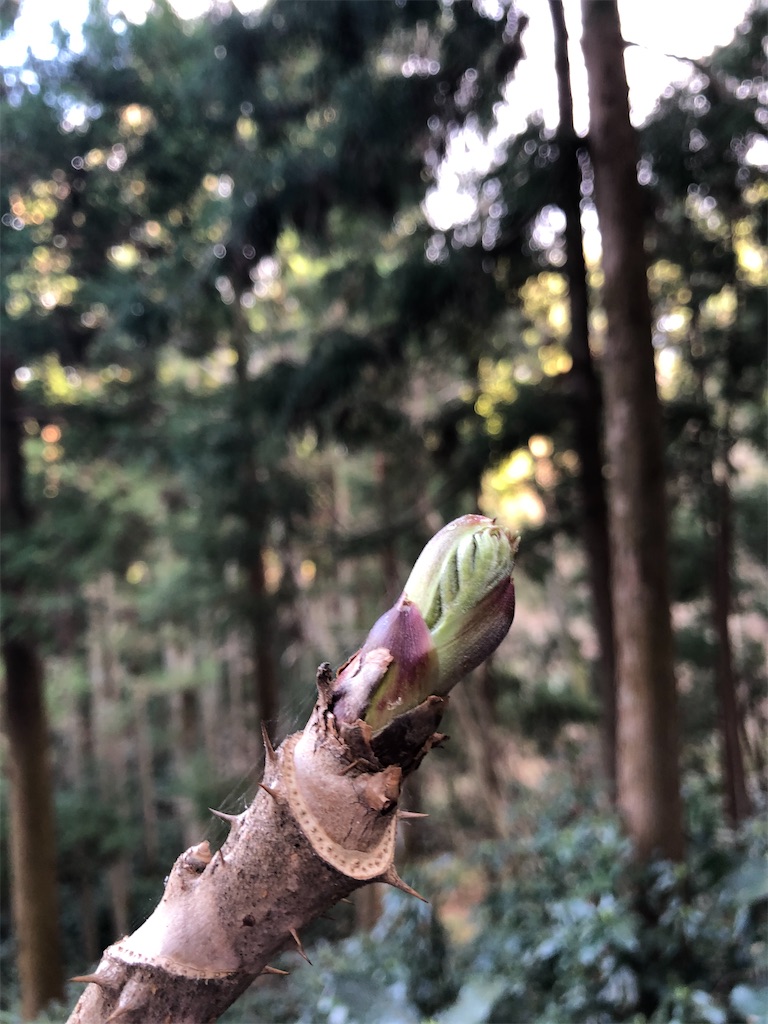 f:id:manabuhirao:20210329002002j:image