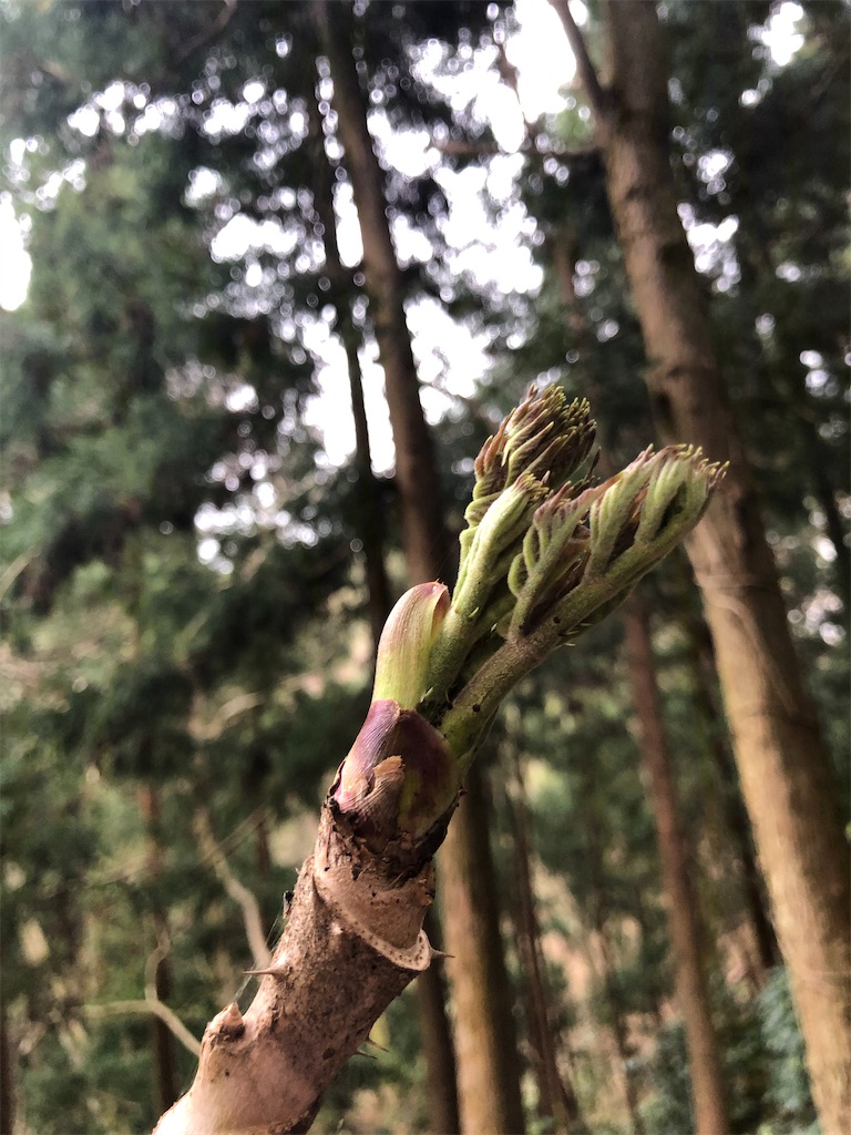 f:id:manabuhirao:20210401221225j:image