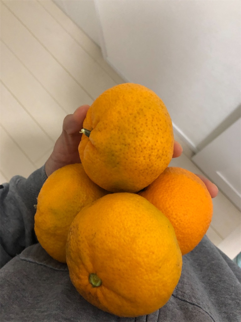 f:id:manabuhirao:20230128220522j:image