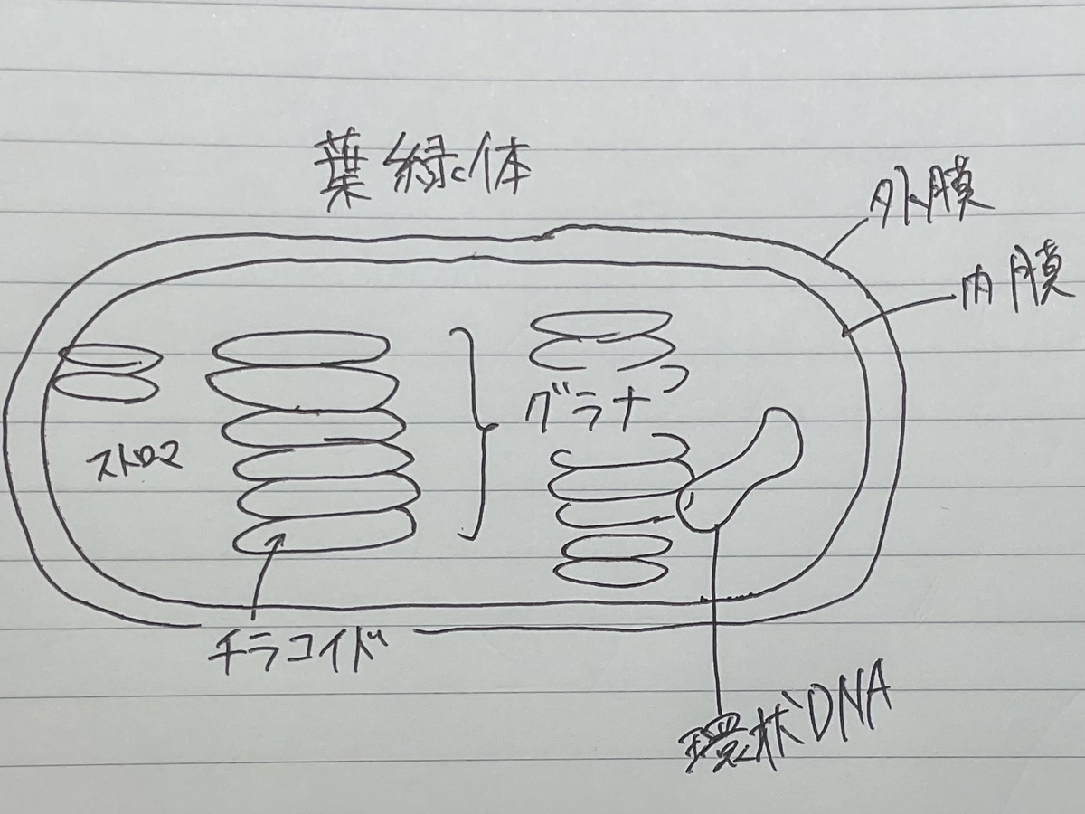 光合成ってなんなん？ part.1 葉緑体の自己紹介 - Manabu with Wasabi, image size:1200x900