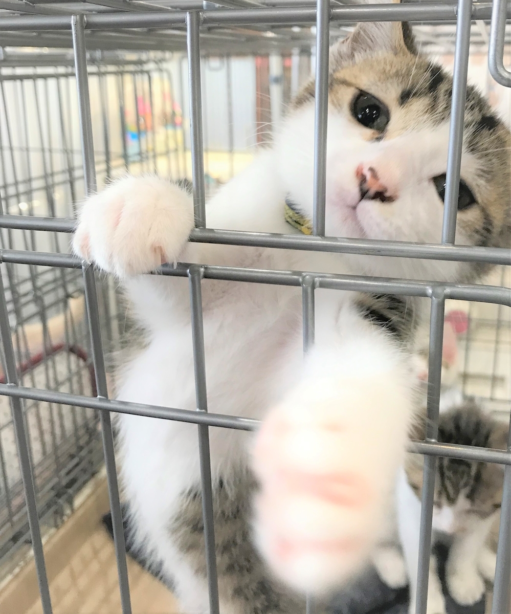 f:id:manadora:20210729085643j:plain