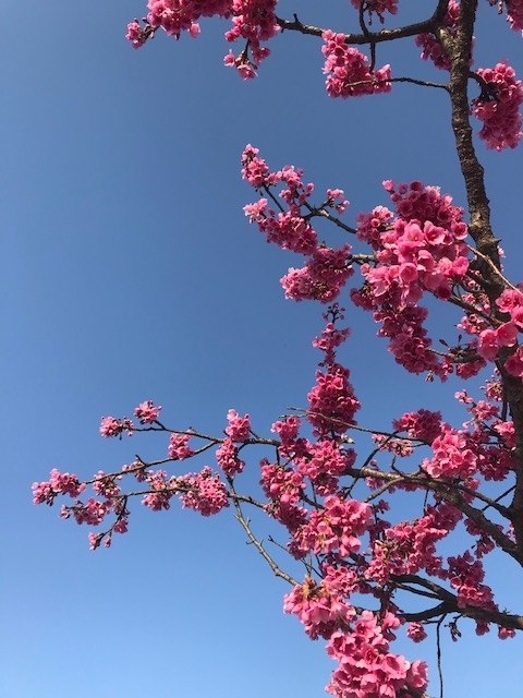 f:id:manaia:20180318210145j:plain f:id:manaia:20180318210145j:plain