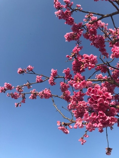 f:id:manaia:20180318210146j:plain f:id:manaia:20180318210146j:plain