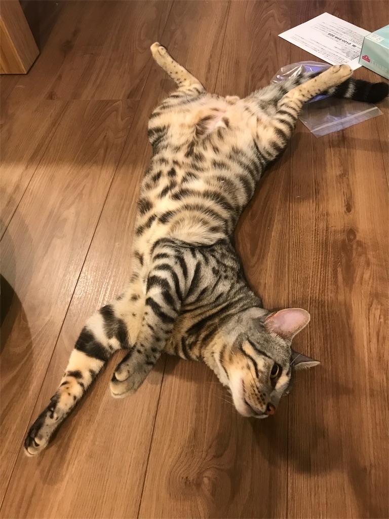 無防備猫 Manakyu Photo