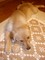 2005-07-09 三回目のワクチン接種の後