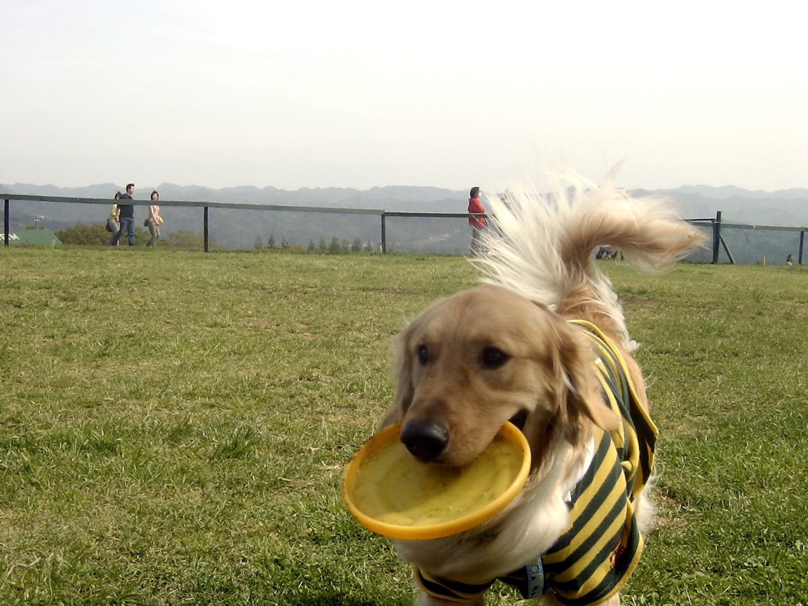 フライングディスクをくわえるアレックス