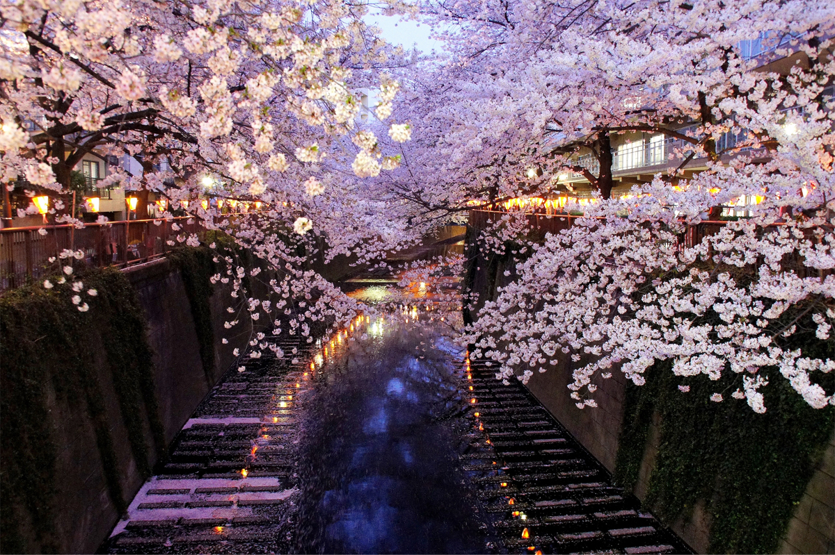 開花予想って英語でなんて言う 桜 お花見のフレーズ集 English Journal Online 開花予想って英語でなんて言う 桜 お花見のフレーズ集 English Journal Online