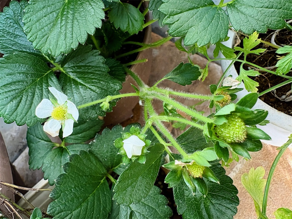 f:id:manamishibashibatan:20251205173021j:image