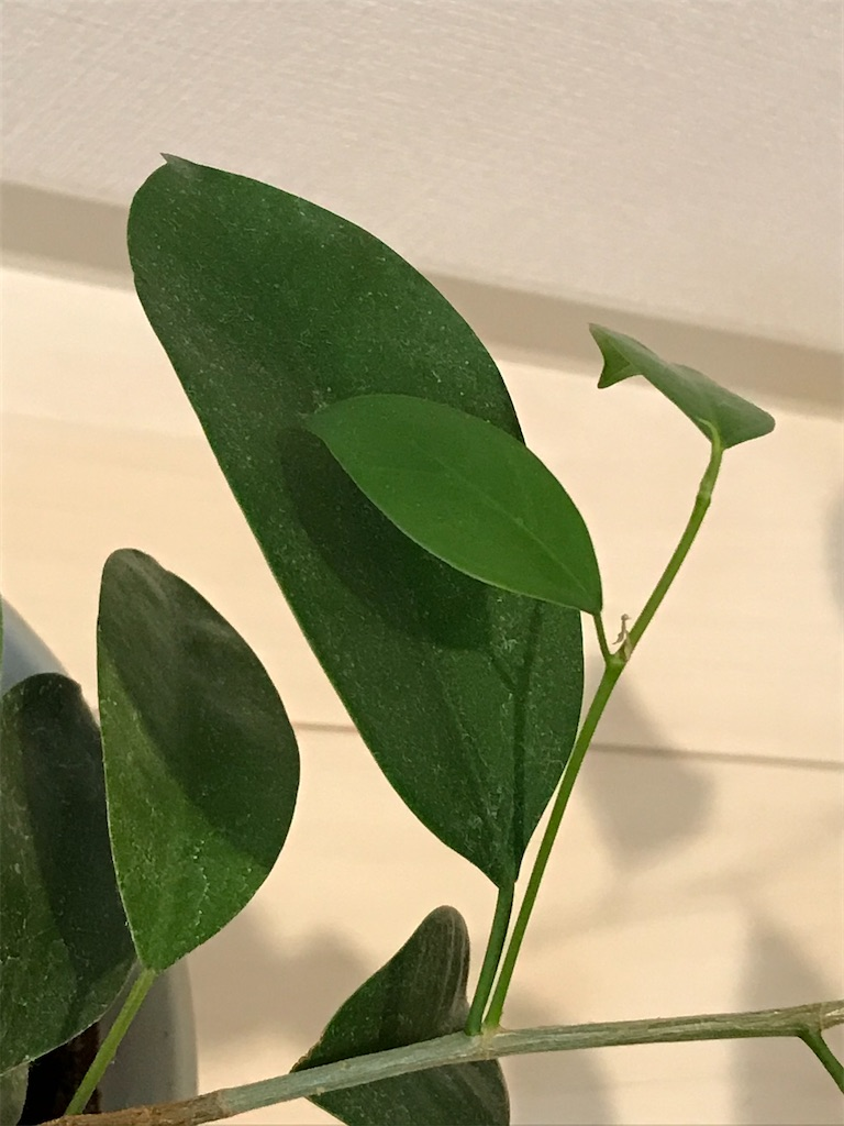 362 ガジュマルの新芽 幸せ感じる 日々の暮らし