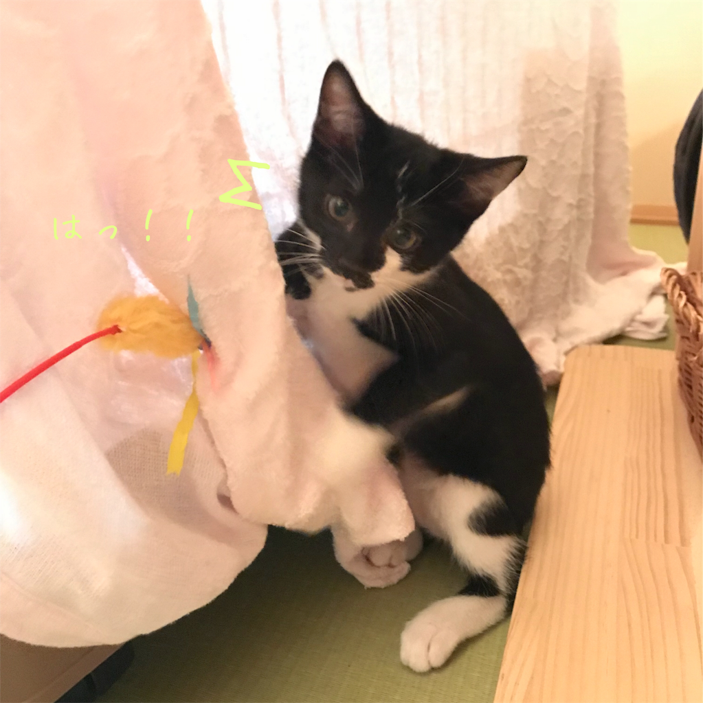 f:id:manana98:20190928155201p:image f:id:manana98:20190928155201p:image