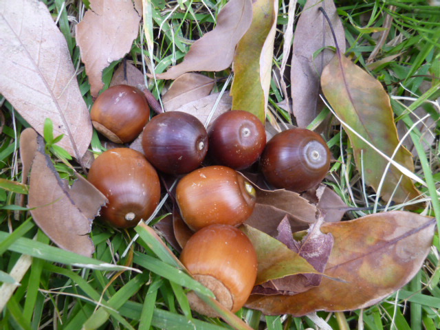f:id:mananiko:20201101213421j:plain f:id:mananiko:20201101213421j:plain