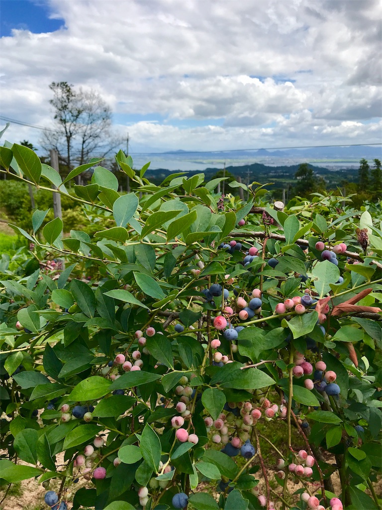 f:id:manao-life:20190824110435j:image
