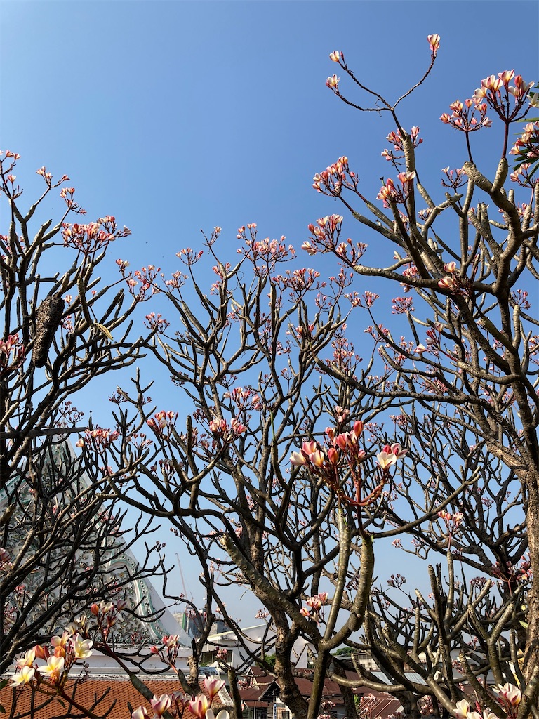 f:id:manao-life:20210228201242j:image f:id:manao-life:20210228201242j:image