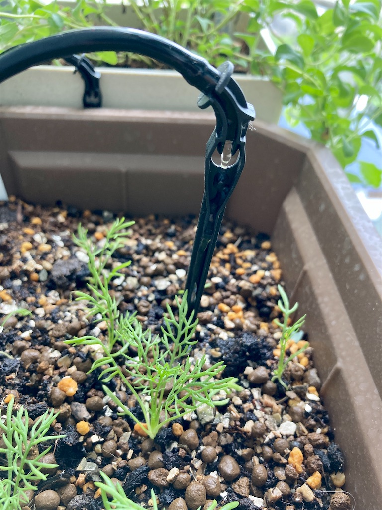 f:id:manao-life:20210404183516j:image