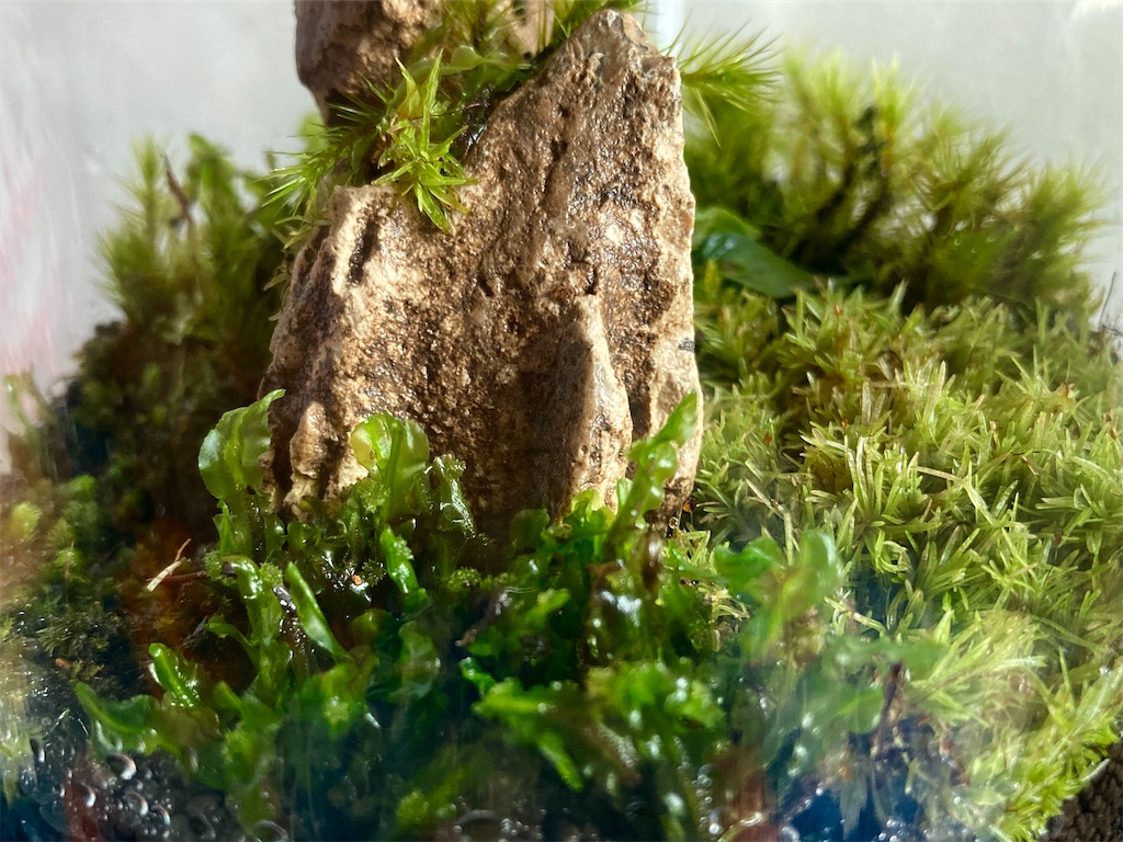バンコクで苔テラリウムに初挑戦 Siam Manao Life バンコクで苔テラリウムに初挑戦 Siam Manao Life