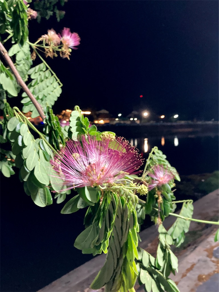 f:id:manao-life:20210508143152j:image