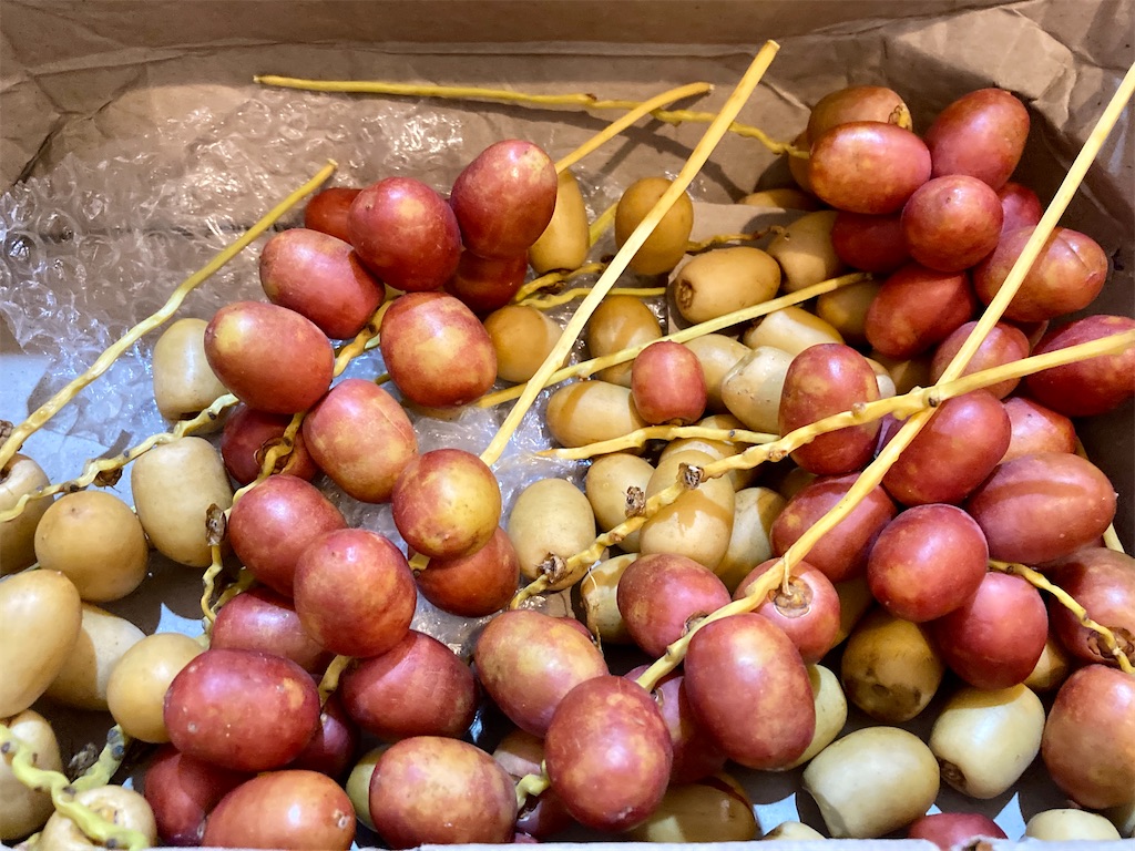 ナツメヤシの実 デーツ が届いた ので一部を天日干ししてみた インタパラム Siam Manao Life