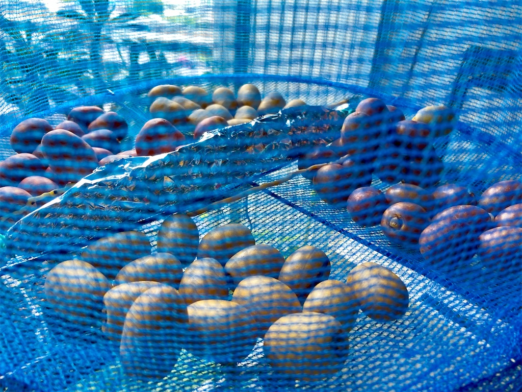 ナツメヤシの実 デーツ が届いた ので一部を天日干ししてみた インタパラム Siam Manao Life