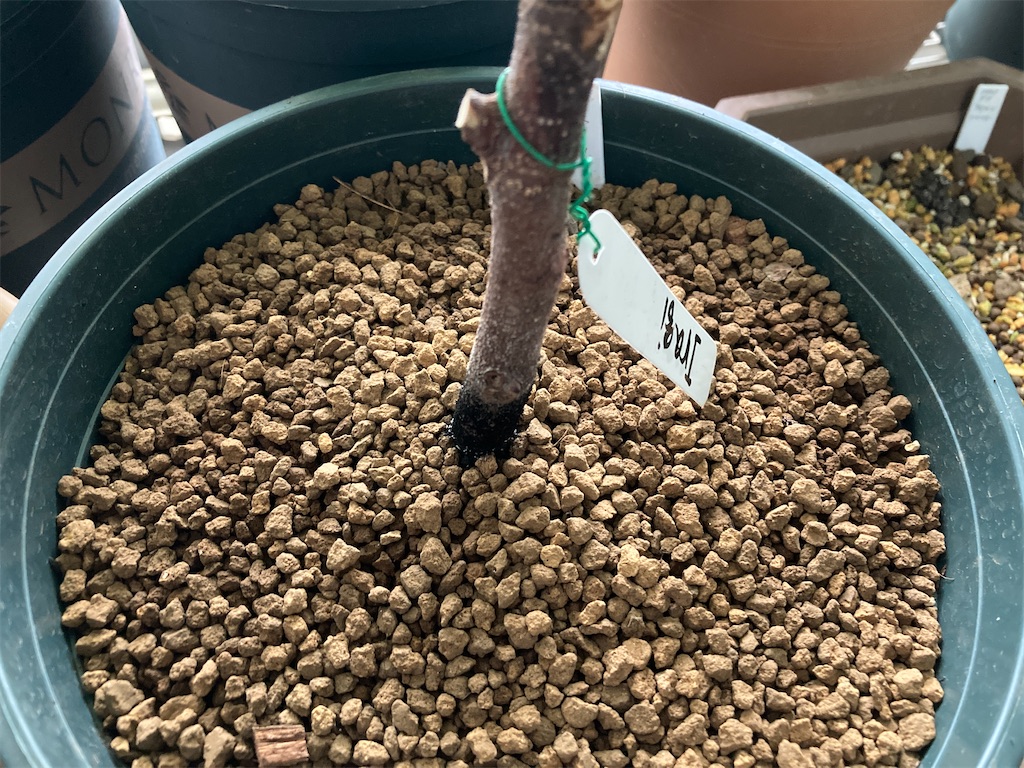 f:id:manao-life:20210815201511j:image