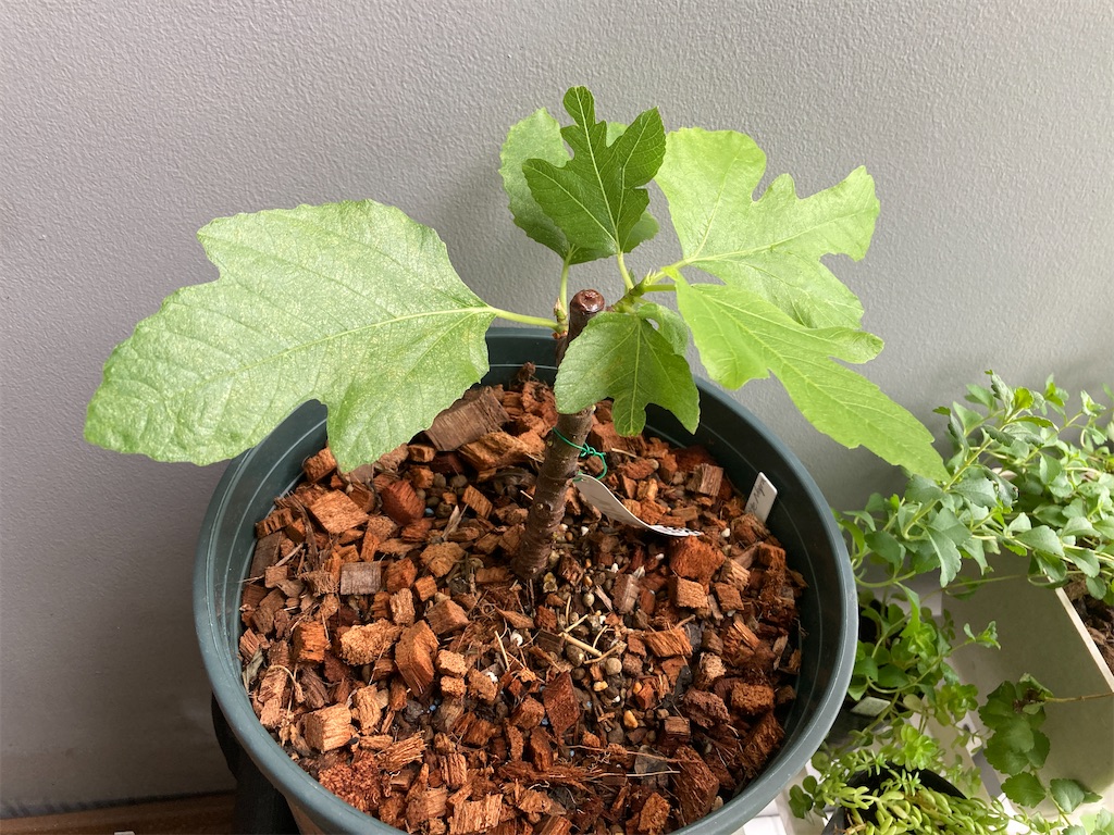 f:id:manao-life:20210815201543j:image