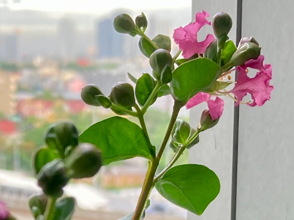 f:id:manao-life:20210917162906j:image