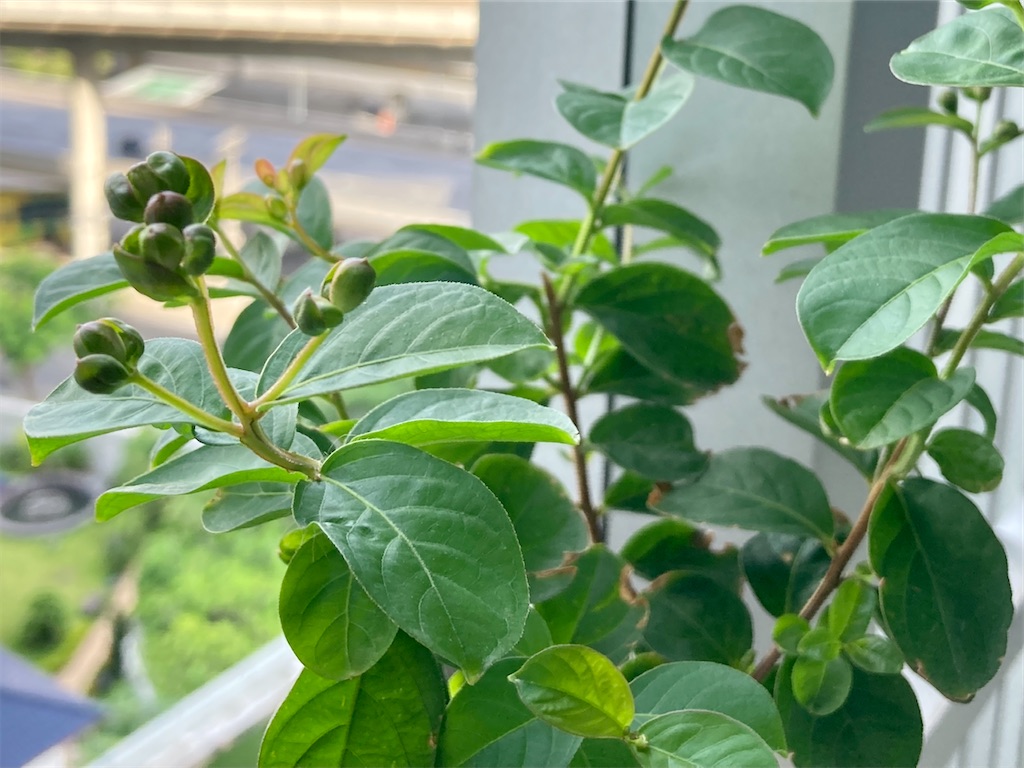 f:id:manao-life:20210917162949j:image