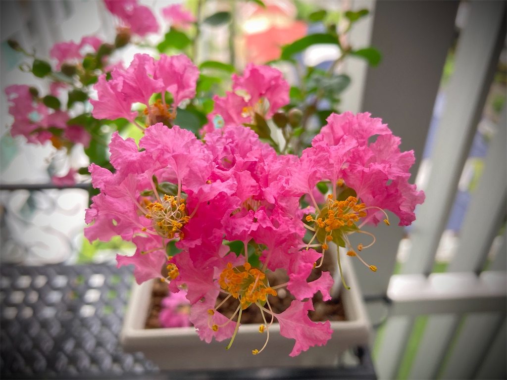 f:id:manao-life:20210917163104j:image