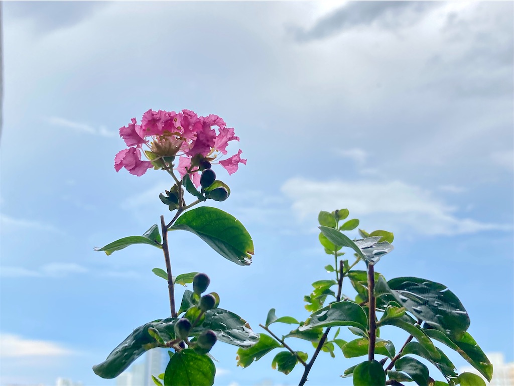 f:id:manao-life:20210917163308j:image